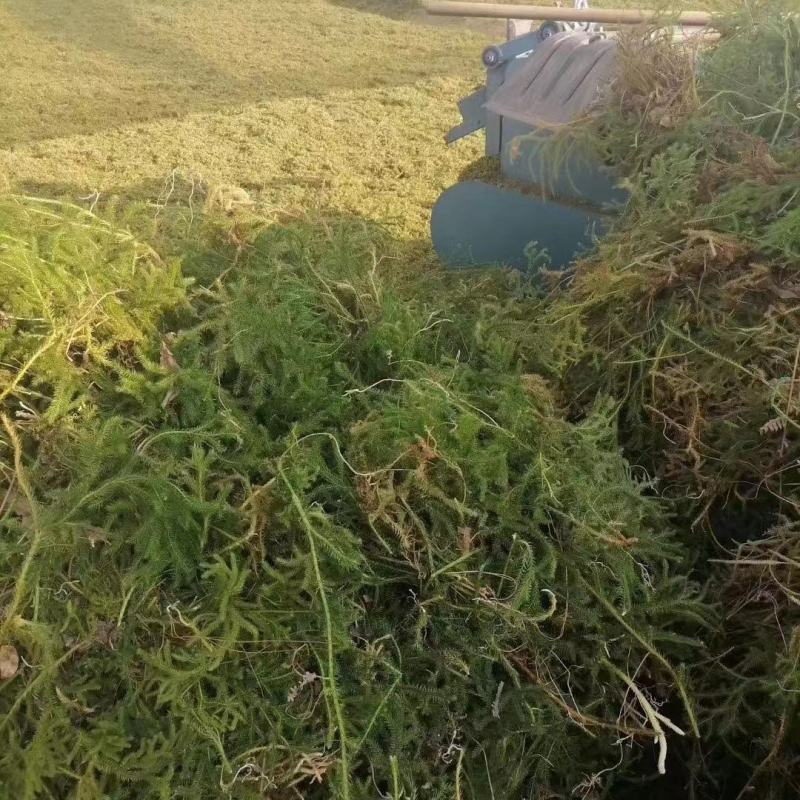 需要伸筋草的可以联系，货源非常充足，随时有货