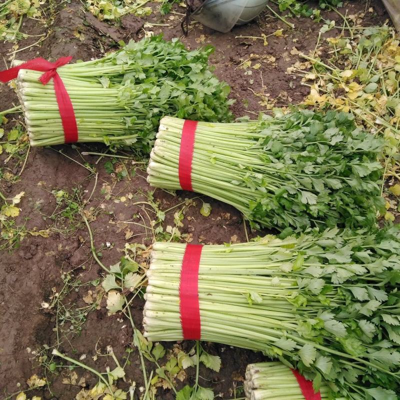 徐州新沂万亩西芹精品细棵水洗芹菜蔬菜55-60产地直供