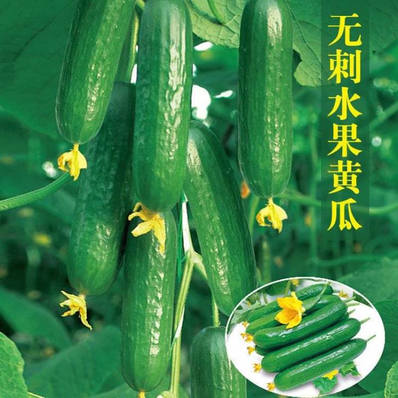 嫁接水果小黄瓜苗，品种优良，抗病能力强，产量高