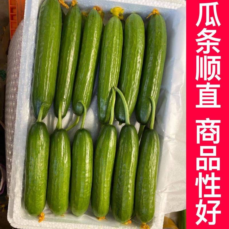 嫁接水果小黄瓜苗，品种优良，抗病能力强，产量高