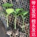 嫁接水果小黄瓜苗，品种优良，抗病能力强，产量高