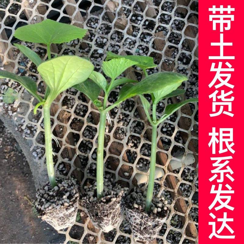 嫁接水果小黄瓜苗，品种优良，抗病能力强，产量高