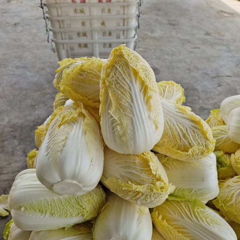 湖北娃娃菜，万亩基地，已经大量上市，对接市场平台超市