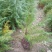 营养杯雪松雪松一手货源视频看货品质保证以质论价
