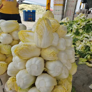 湖北娃娃菜，大量供应，大娃娃菜小娃娃菜，净菜毛菜！