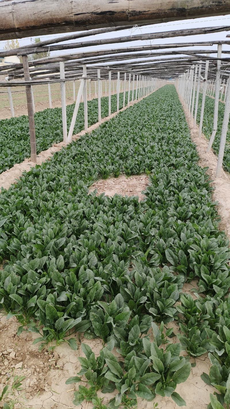 小叶菠菜