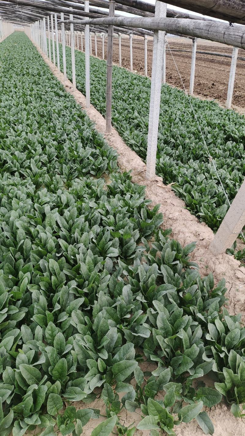 小叶菠菜