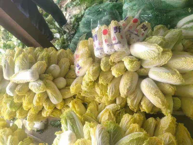 湖北娃娃菜，大量供应，大娃娃菜小娃娃菜，净菜毛菜！