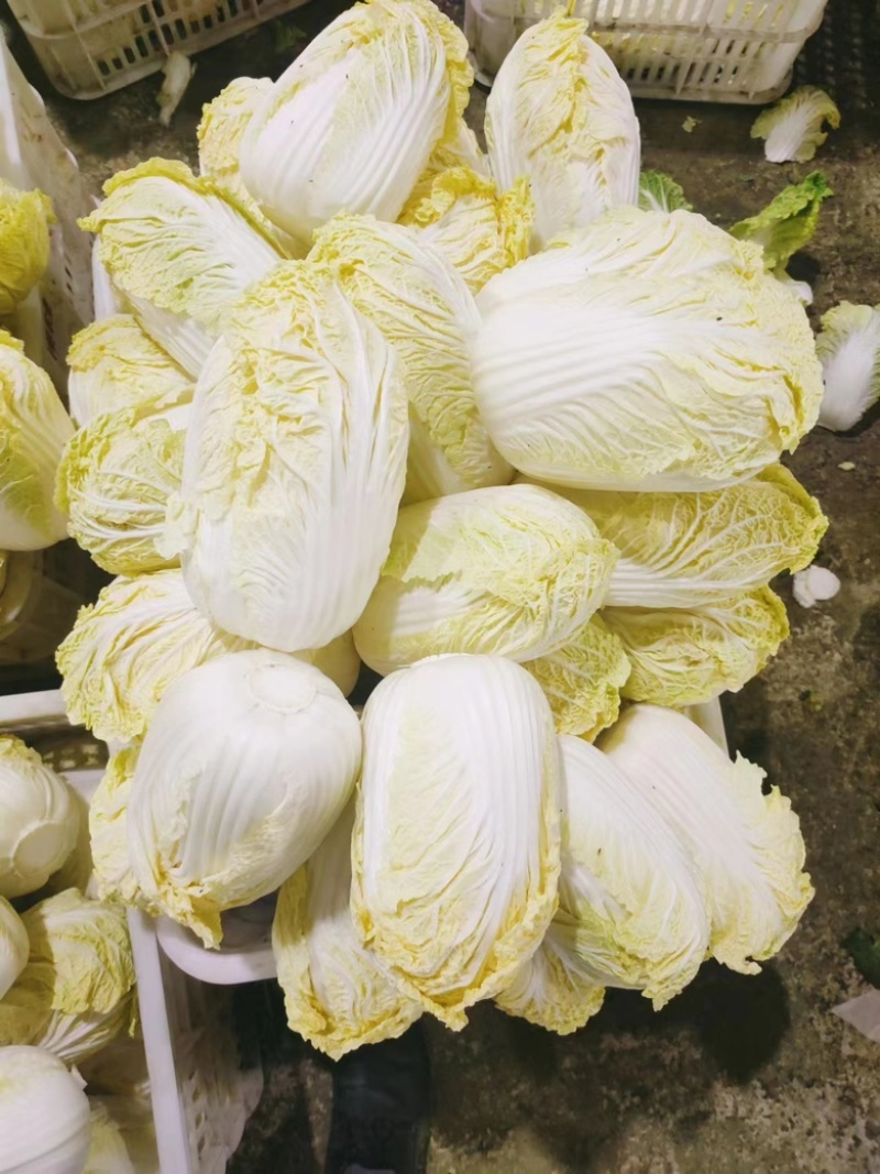 湖北娃娃菜，大量供应，大娃娃菜小娃娃菜，净菜毛菜！