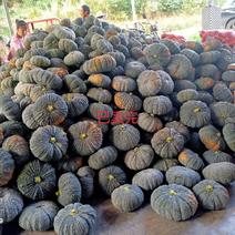 籁子南瓜大量上市，每天可以供货十吨以上。