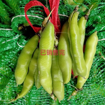 蚕豆大白胡豆质量好货源充足，有需要的老板欢迎电话联系。
