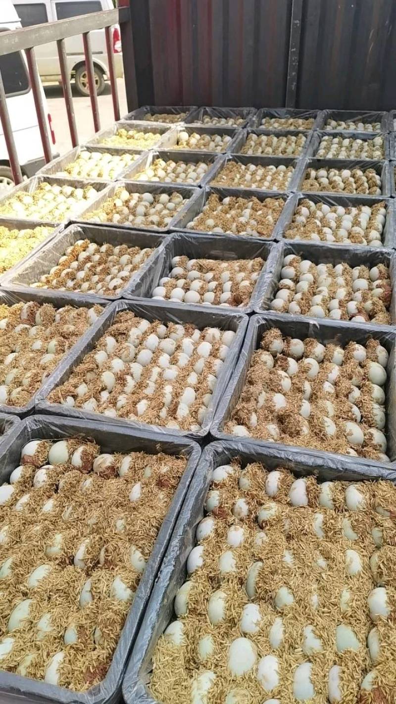 江西厂家长期批发松花蛋松花皮蛋，鸭皮蛋，鸭变蛋