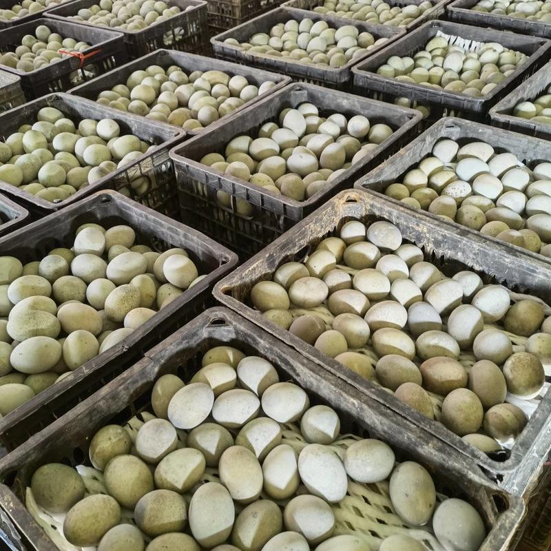 江西厂家长期批发松花蛋松花皮蛋，鸭皮蛋，鸭变蛋