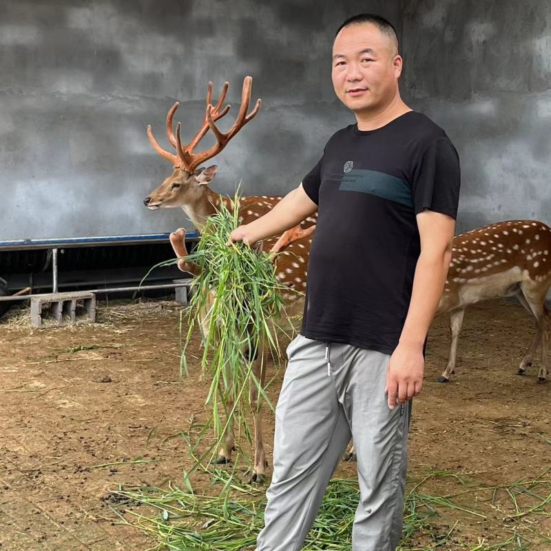 （一手货源）鹿苗，梅花鹿种鹿幼崽宠物鹿提供养殖技术