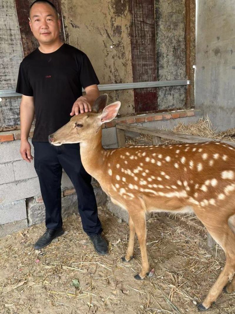 （一手货源）鹿苗，梅花鹿种鹿幼崽宠物鹿提供养殖技术