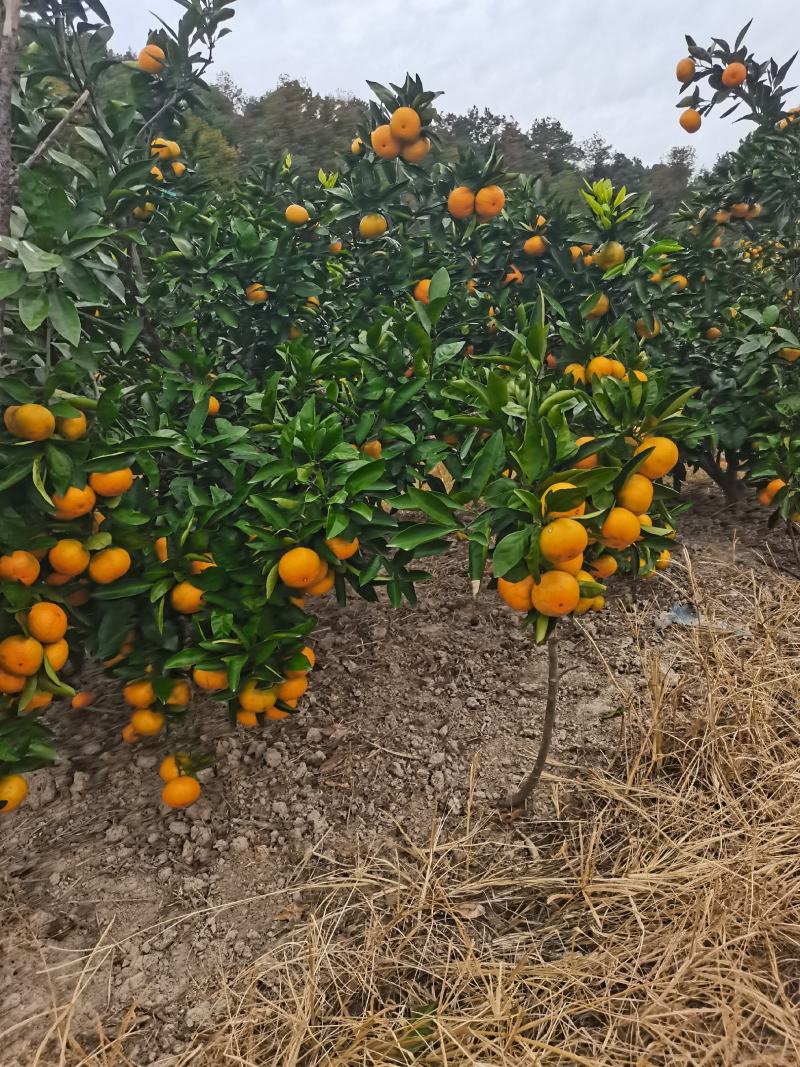 早熟宫川蜜橘现在上市对接各大市场