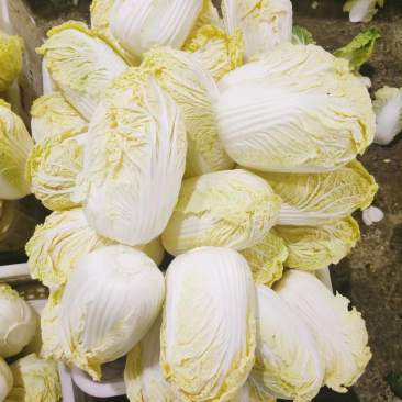 湖北娃娃菜，大量现货大娃毛菜，小娃毛菜，专业对接加工厂！
