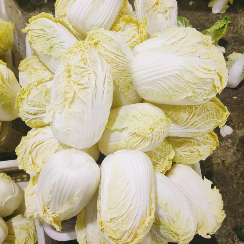 湖北娃娃菜，大量现货大娃毛菜，小娃毛菜，专业对接加工厂！