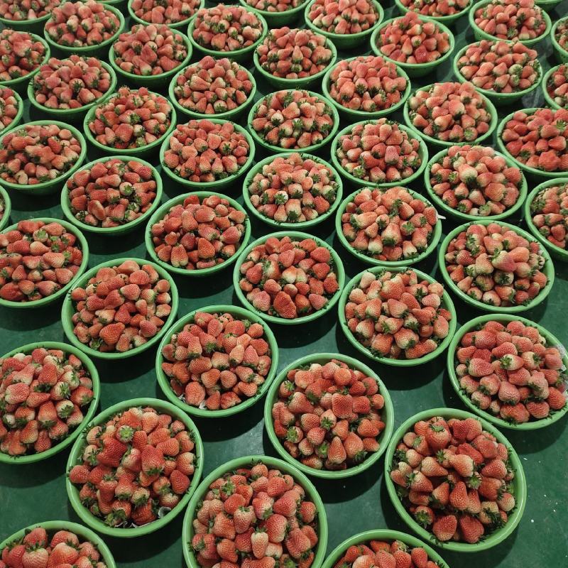 优质宁玉草莓大量上市欢迎新老顾客前来共同发财