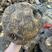 山乌龟，红藤圆叶，2500一吨，全部扁圆