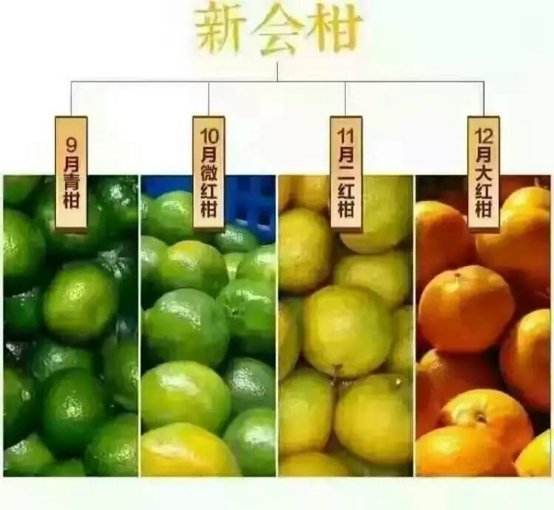 2025药材用泡茶做菜用三江二红皮新会源产地自产自销