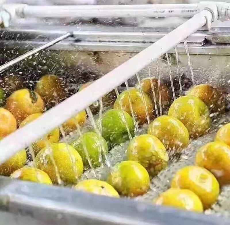 2025药材用泡茶做菜用三江二红皮新会源产地自产自销