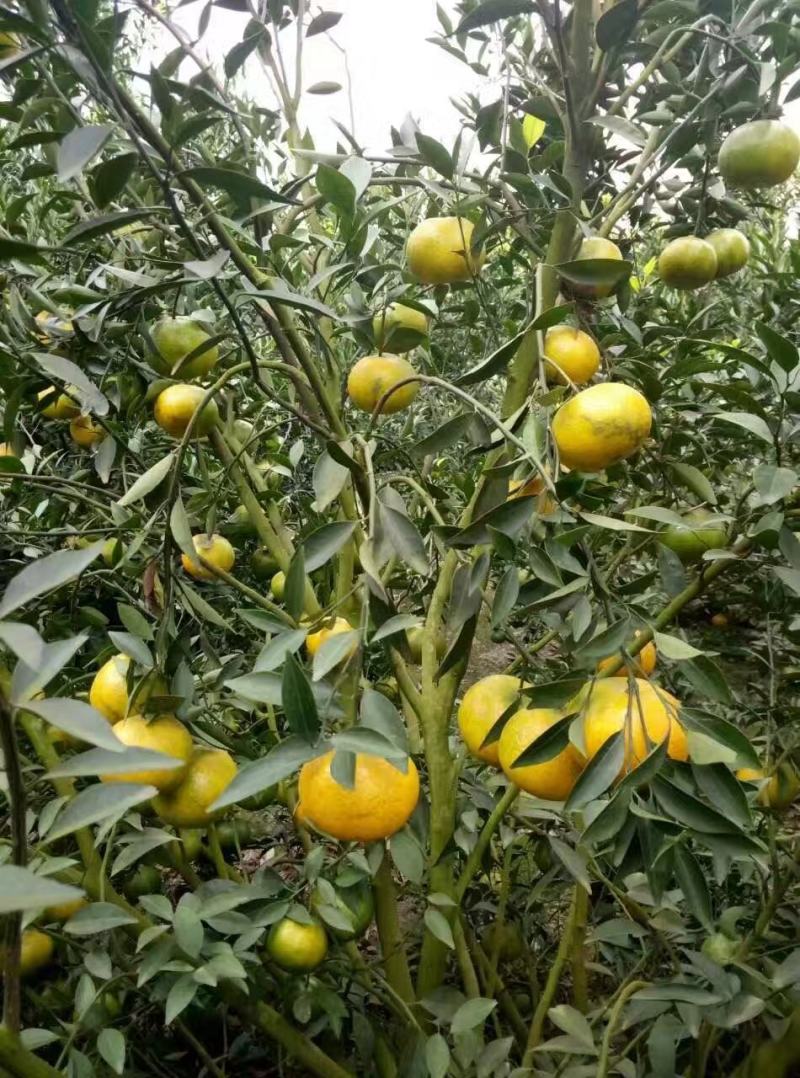 2025药材用泡茶做菜用三江二红皮新会源产地自产自销