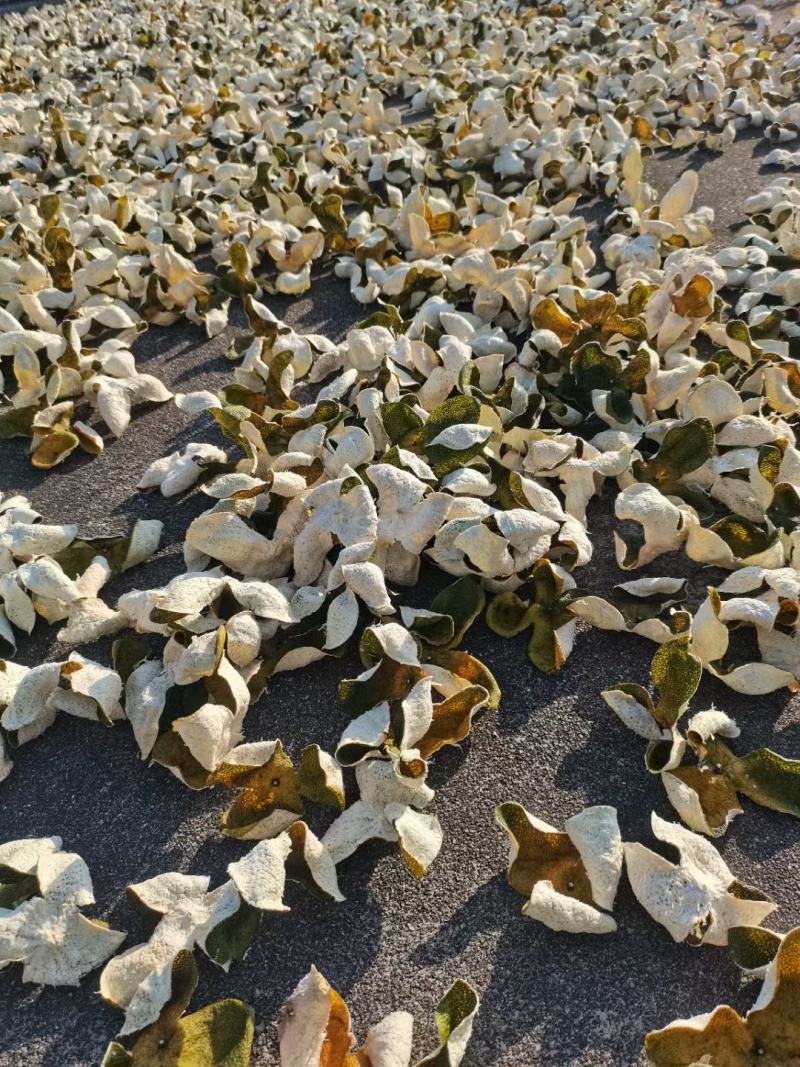 2025药材用泡茶做菜用三江二红皮新会源产地自产自销