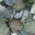 露地西兰花
