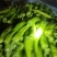 香菜，聊城铁杆青香菜中叶，大量现货供应，香菜