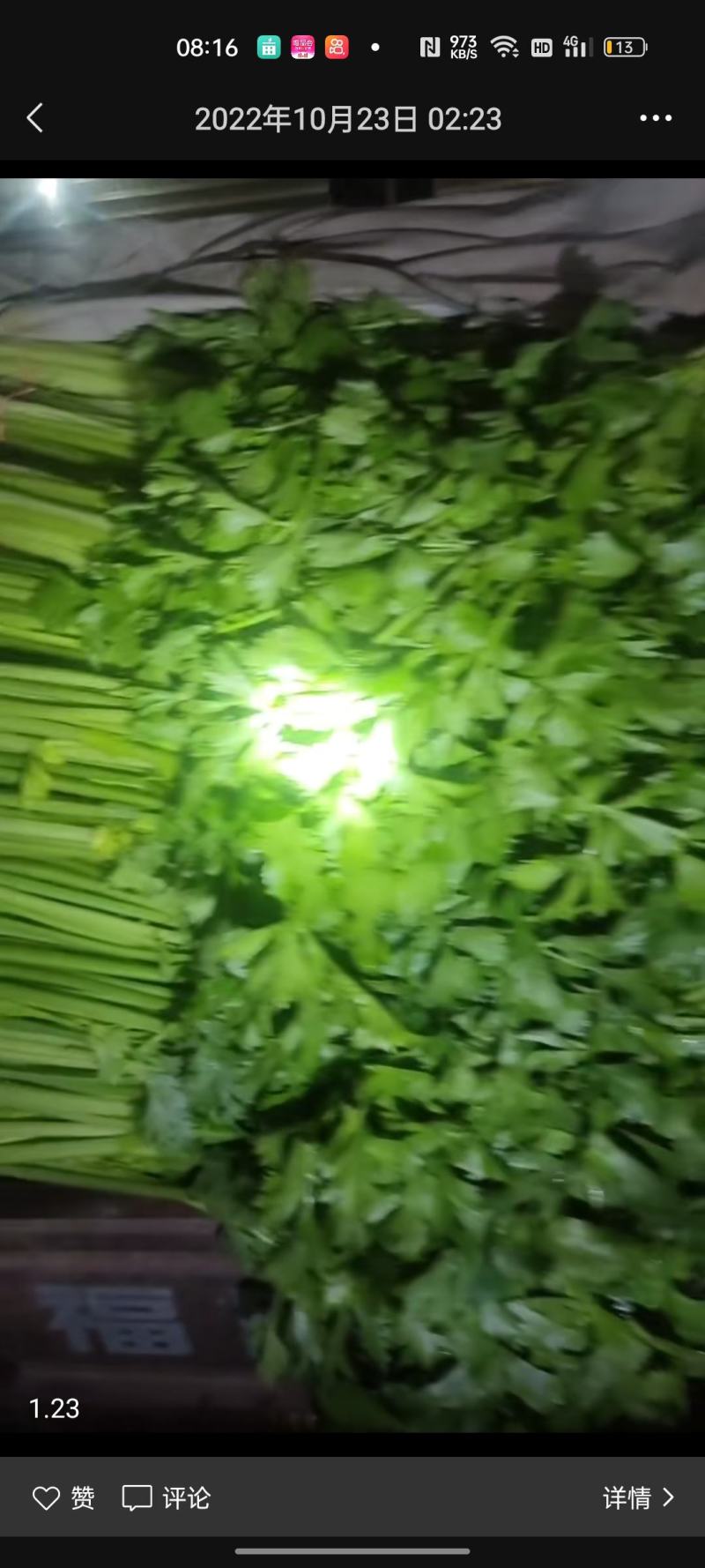 香菜，聊城铁杆青香菜一级。现货供应链，市场营销，电商平台