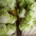 夏阳白菜山东白菜新鲜白菜大量有货欢迎联系