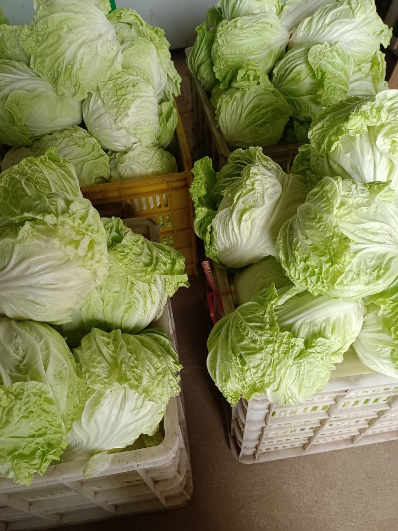 夏阳白菜山东白菜新鲜白菜大量有货欢迎联系