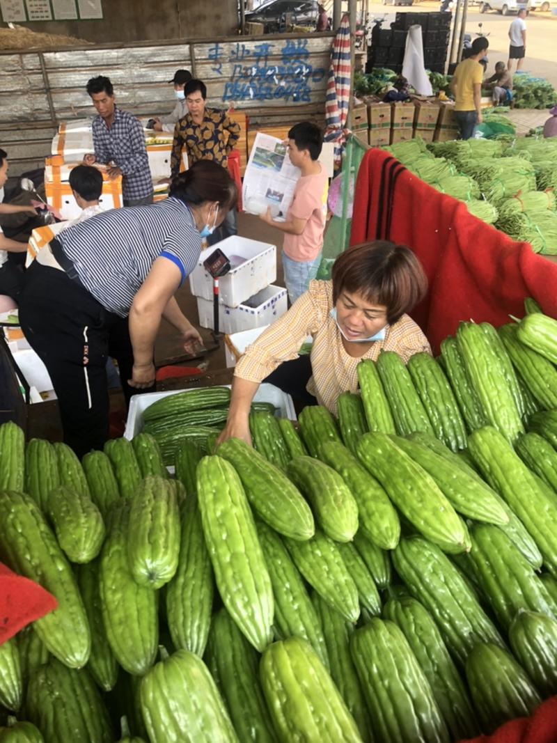 [精品推荐]苦瓜，一手货源产地直发，大量上市，全国发货