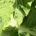 北京新三号白菜出菜了品项超级好欢迎各位老板采购商联系