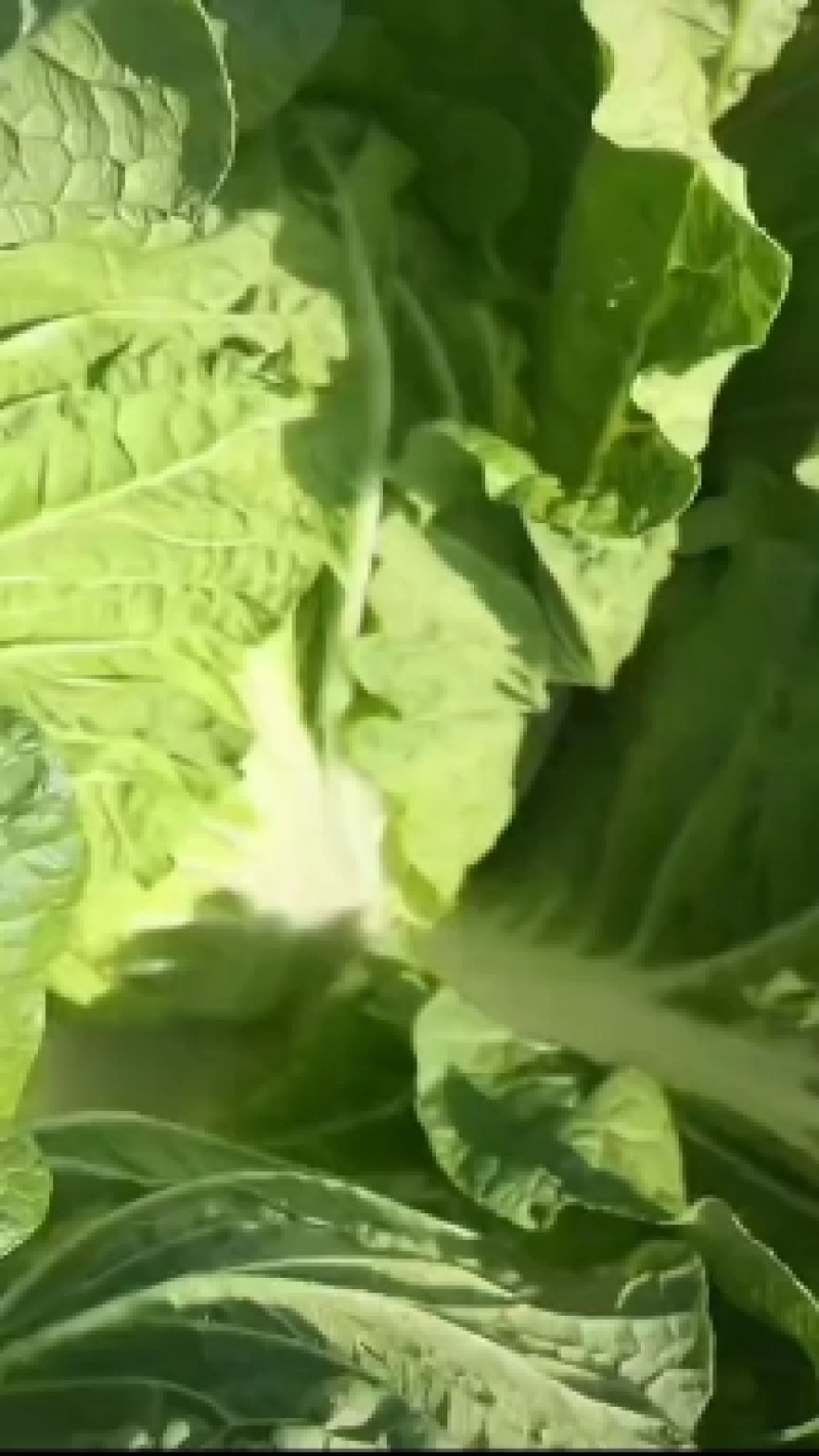 北京新三号白菜出菜了品项超级好欢迎各位老板采购商联系