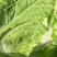 北京新三号白菜出菜了品项超级好欢迎各位老板采购商联系