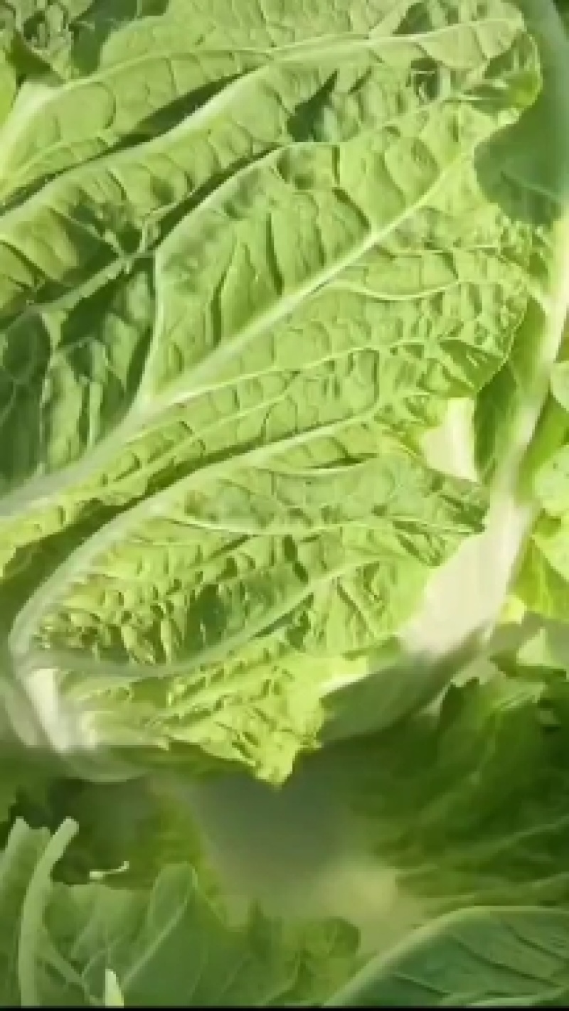 北京新三号白菜出菜了品项超级好欢迎各位老板采购商联系