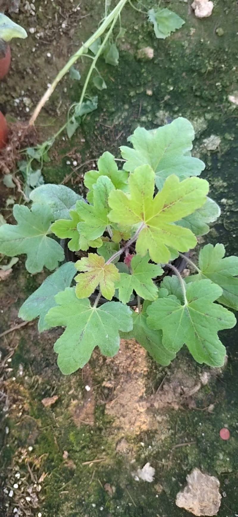 矾根，基地批发，大小规格齐全，欢迎进店咨询