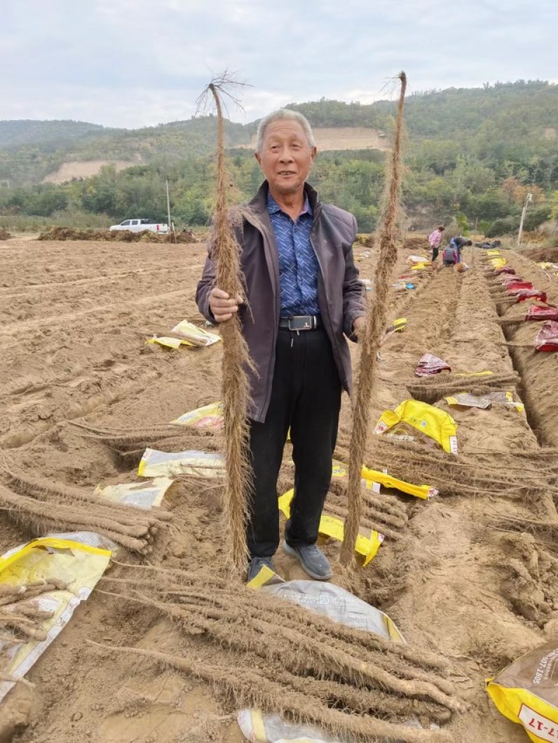 正宗铁棍山药，源产地，沙土地种植。欢迎老板骚扰.
