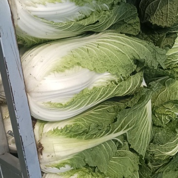 精品大白菜，安徽白菜，产地供应一手货源质量保证