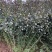 水蜡绿篱苗夹植水蜡小叶女贞丛生墩量大从优实地看苗