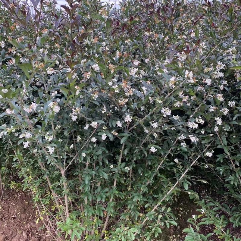 水蜡绿篱苗夹植水蜡小叶女贞丛生墩量大从优实地看苗