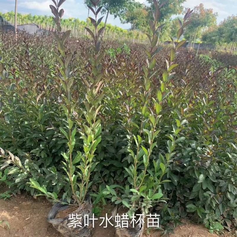 水蜡绿篱苗夹植水蜡小叶女贞丛生墩量大从优实地看苗