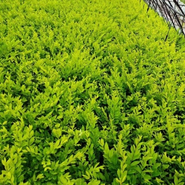 水蜡绿篱苗夹植水蜡小叶女贞丛生墩量大从优实地看苗