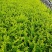 水蜡绿篱苗夹植水蜡小叶女贞丛生墩量大从优实地看苗