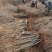 水蜡绿篱苗夹植水蜡小叶女贞丛生墩量大从优实地看苗