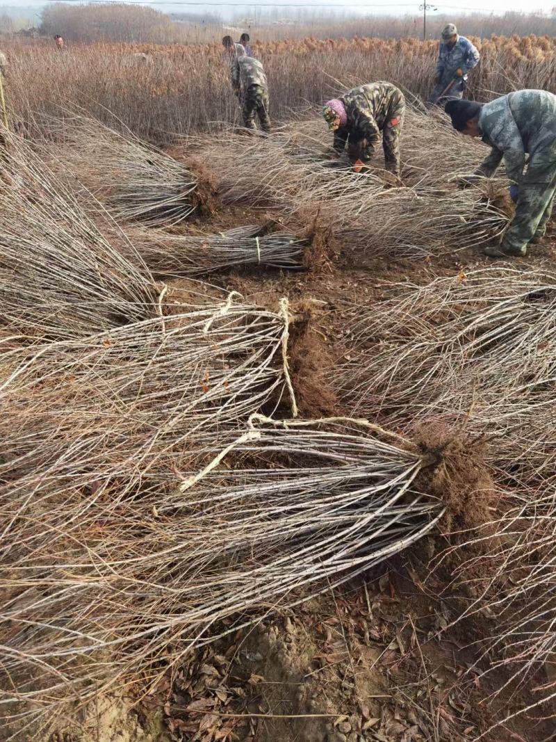 水蜡绿篱苗夹植水蜡小叶女贞丛生墩量大从优实地看苗