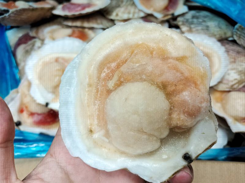 吊笼贝半壳贝夏夷贝虾夷扇贝