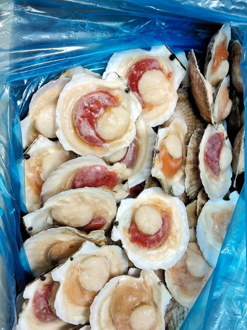 吊笼贝半壳贝夏夷贝虾夷扇贝